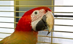 Сонник великий красивий мовець Папуга Ара бачити уві сні до чого сниться Сонник великий красивий мовець Папуга Ара бачити уві сні до чого сниться