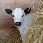 Сонник Теля до чого сниться маленьке Теля: дівчині, жінці: білий, чорний, багато народження бачити уві сні