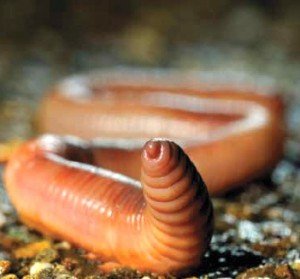 Сонник Змії наснилося у сні бачити