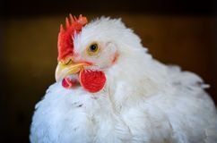 Сонник Біла Курка бачити уві сні дівчині жінку до чого сниться? Сонник Біла Курка бачити уві сні дівчині жінку до чого сниться?
