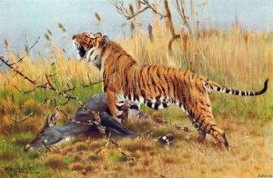 Сонник Тигр до чого сниться Тигр жінці в будинку: добрий або нападає бачити уві сні