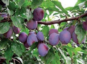 Сонник Сливи до чого сняться сині Сливи стиглі на дереві: їсти, рвати, збирати бачити уві сні