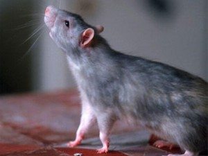 Сонник Мертва Щур до чого сняться Мертві Щури в будинку, квартирі бачити уві сні