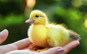 Сонник Каченята до чого сняться Каченята маленькі жовті багато бачити уві сні