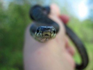 Сонник Зелена Змія: нападає, кусає в ліжку жінки бачити у сні до чого?