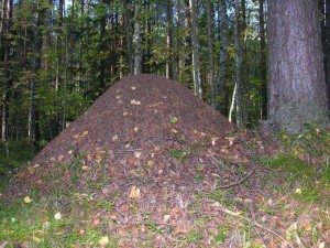 Сонник мурахи до чого сняться мурахи бачити уві сні