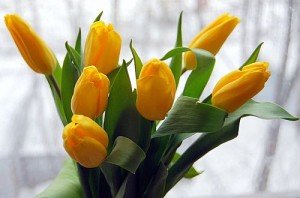 Сонник Жовті Тюльпани бачити уві сні до чого сняться Сонник Жовті Тюльпани бачити уві сні до чого сняться