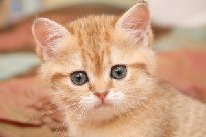 Сонник Кошенята, до чого сняться Кошенята жінці бачити в сні що це означає?
