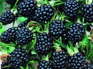 Сонник Ожина велика збирати бачити уві сні до чого сниться?