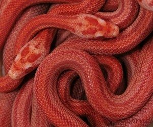 До чого сняться змії уві сні і що це значить?