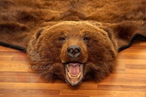 Сонник Вбити Ведмедя у сні чоловікові до чого сниться?