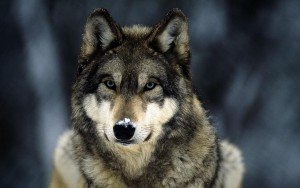 Сонник Вбити Вовка уві сні до чого сниться?