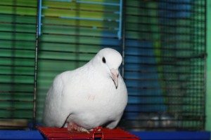 Сонник голуби до чого сняться голуби бачити уві сні