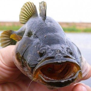 Сонник Риба жінці до чого сниться Риба жінці: жива, заморожена, свіжа, жива, чистити, купувати, сира бачити уві сні