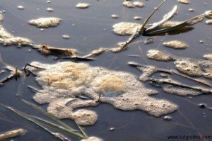 Сонник Річка з чистою водою бачити уві сні до чого сниться?