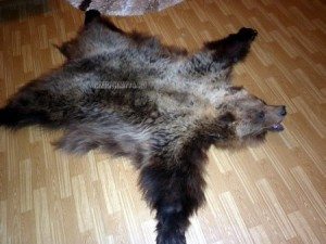 Сонник ведмідь, до чого сниться Ведмідь жінці тлумачення по Міллеру бачити уві сні