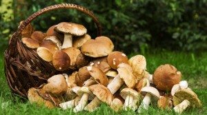 Сонник Гриби у сні бачити до чого сняться?