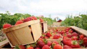 Сонник полуниця до чого сняться ягоди Полуниці багато: є з грядки, збирати бачити уві сні