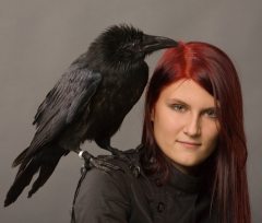 Сонник ворона чорна до чого сниться ворона чорна бачити уві сні