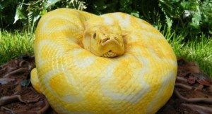 До чого сняться змії уві сні і що це значить?