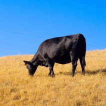 Сонник Корова нападає до чого сниться корова яка нападає і бється бачити уві сні