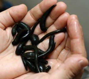 Сонник Пявки до чого сняться Пявки: на руках, ногах, у воді бачити уві сні