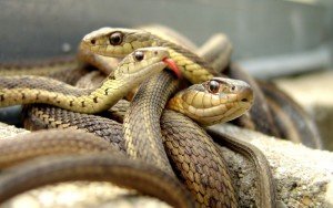 Сонник Змія яку я Вбиваю своїми руками бачити уві сні до чого сниться?