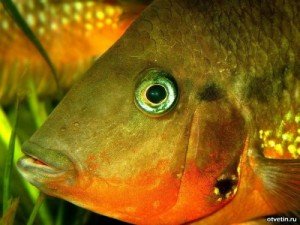 Сонник Свіжа Риба бачити в сні багато свежемороженная до чого сниться? Сонник Свіжа Риба бачити в сні багато свежемороженная до чого сниться?