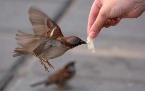 Сонник Воробей до чого сниться Горобець в руках залетів у вікно бачити уві сні