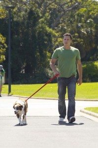 Сонник собака, до чого сниться Собака і що це означає по Міллеру, Фрейдом, Вангу бачити уві сні