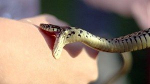 Сонник Отруйні та неотруйні Змії бачити уві сні чого сниться? Сонник Отруйні та неотруйні Змії бачити уві сні чого сниться?