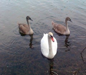 Сонник Лебеді до чого сняться Лебеді: чорний на воді бачити уві сні