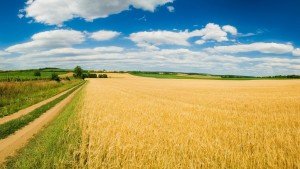 Сонник Поле зоране зелене кукурудзяна або повне квітів бачити уві сні до чого сниться?