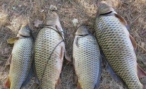 Сонник жива риба, до чого сниться велика жива риба дівчині у воді або акваріумі бачити уві сні