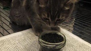 До чого сниться Чорна Ікра сонник Чорна Ікра жінці, чоловікові, є бачити уві сні