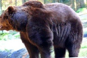 Сонник Ведмідь заміжній жінці або незаміжньої: білий, бурий, чорний бачити уві сні і до чого сниться