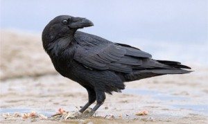 Сонник ворона до чого сниться ворона бачити уві сні