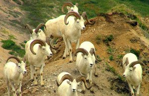 Сонник Вівці до чого сниться Коза біла, чорна, стадо бачити уві сні