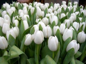 Сонник Білі квіти до чого сняться Білі квіти: в букеті, горщиках багато: дарувати, бачити уві сні