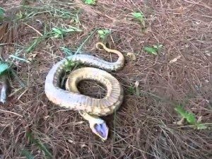 Сонник Мертва Змія дівчині бачити уві сні до чого сняться?