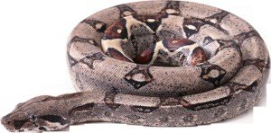 Сонник Змія в ліжку, ліжка до чого сниться бачити уві сні Сонник Змія в ліжку, ліжка до чого сниться бачити уві сні