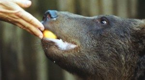 Сонник Ведмідь заміжній жінці або незаміжньої: білий, бурий, чорний бачити уві сні і до чого сниться