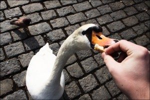 Сонник Лебеді до чого сняться Лебеді: чорний на воді бачити уві сні