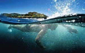 Сонник Купатися в морі до чого сниться Купатися в Морі з чистою водою: чоловіком, молнами уві сні