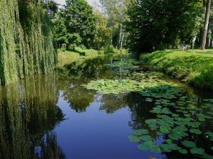 Сонник Ставок із чистою водою і рибами бачити уві сні до чого сниться?