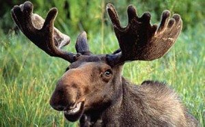 Сонник Лось до чого сниться Лось з великими рогами і без: нападає бачити уві сні Сонник Лось до чого сниться Лось з великими рогами і без: нападає бачити уві сні