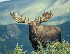 Сонник Лось до чого сниться Лось з великими рогами і без: нападає бачити уві сні Сонник Лось до чого сниться Лось з великими рогами і без: нападає бачити уві сні