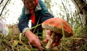 Сонник збирати гриби в лісі, до чого сняться великі гриби збирати в лісі: опеньки, грузді, лисички, боровики