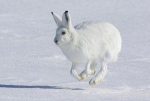 Сонник Заєць до чого сниться Заєць: білий. сірий, чорний бачити уві сні Сонник Заєць до чого сниться Заєць: білий. сірий, чорний бачити уві сні