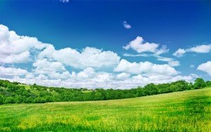 Сонник Поле зоране зелене кукурудзяна або повне квітів бачити уві сні до чого сниться?